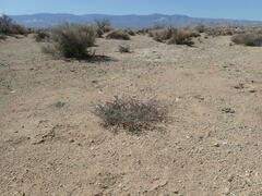 Astragalus lentiginosus variabilis