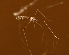 Erioptera needhami