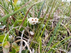 Cassiope tetragona