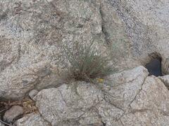 Heterotheca arizonica