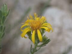 Heterotheca arizonica