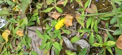 Pilosella officinarum