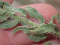 Heterotheca arizonica