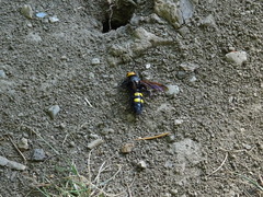 Megascolia maculata flavifrons