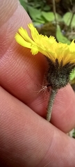 Pilosella officinarum