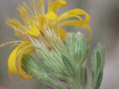 Heterotheca arizonica
