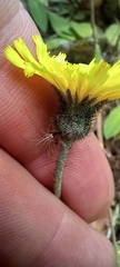 Pilosella officinarum