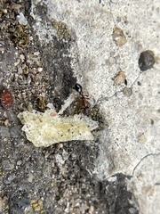 Cardiocondyla mauritanica