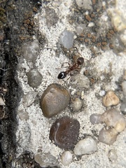 Cardiocondyla mauritanica