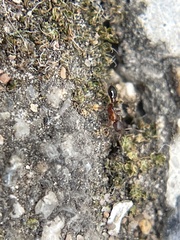 Cardiocondyla mauritanica