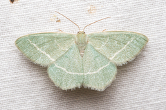 Chlorissa viridata
