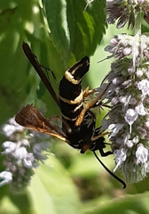 Paranthrene tabaniformis