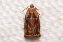 Archips oporana