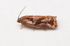 Archips oporana