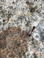 Cardiocondyla mauritanica