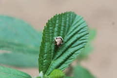 Orsilochides scurrilis