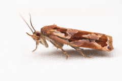 Archips oporana
