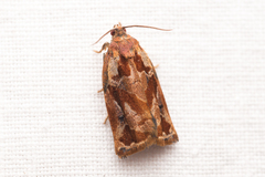 Archips oporana
