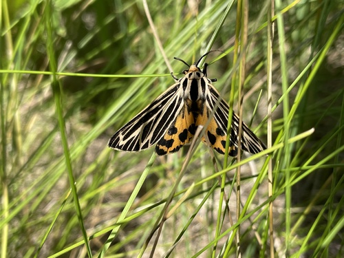 Little Virgin Tiger Moth photo 5