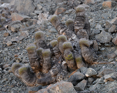 Copiapoa decorticans