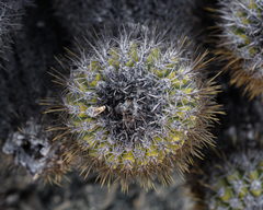 Copiapoa decorticans