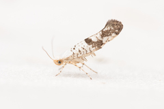 Argyresthia curvella