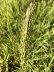 Elymus virginicus jejunus