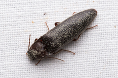 Melanotus castanipes