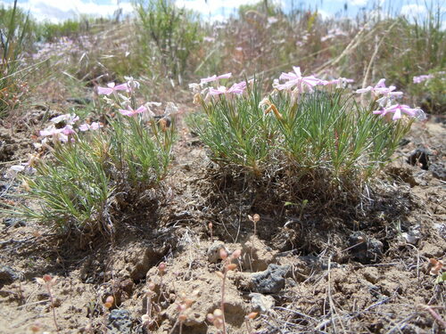 sagebrush phlox (Phlox aculeata)