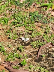 Lepidoptera