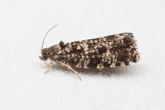 Pseudohermenias abietana