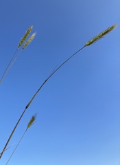 Elymus virginicus jejunus
