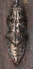 Dicerca lurida