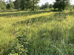 Elymus virginicus jejunus