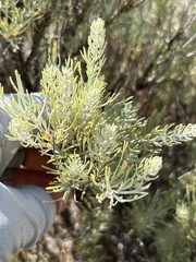 Artemisia tripartita