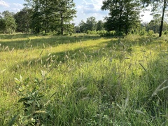 Elymus virginicus jejunus