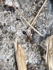 Cardiocondyla mauritanica