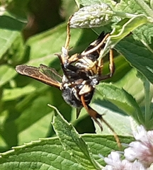 Paranthrene tabaniformis