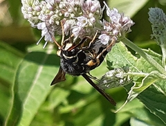 Paranthrene tabaniformis