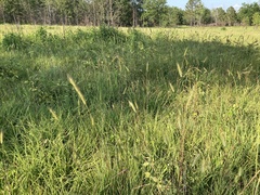 Elymus virginicus jejunus