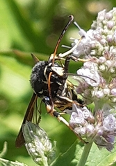 Paranthrene tabaniformis