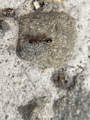 Cardiocondyla mauritanica