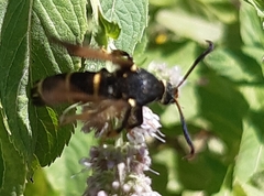 Paranthrene tabaniformis