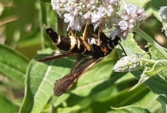 Paranthrene tabaniformis