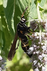 Paranthrene tabaniformis