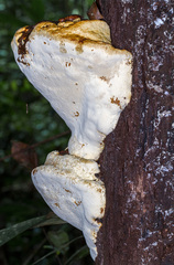 Fungi
