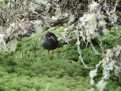 Rallus semiplumbeus