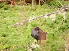 Rallus semiplumbeus