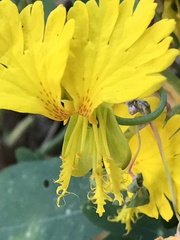 Tropaeolum peregrinum
