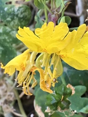 Tropaeolum peregrinum